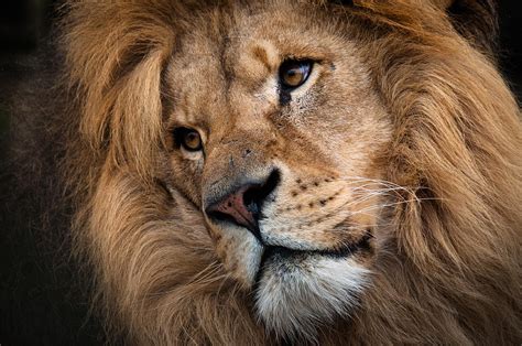 Leo - Male Lion Head, Angled Close-up Photograph by Ruth Bourne LRPS