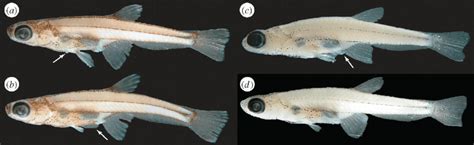 (a) Paedocypris progenetica holotype male, MZB 5998, 8.6 mm; arrow... | Download Scientific Diagram