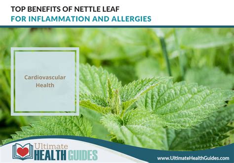 Top Benefits Of Nettle Leaf For Inflammation And Allergies - Ultimate ...