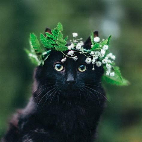 Wholesome Cats Wearing Flower Crowns | Pretty cats, Black and white kittens, Cats