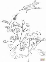 Colibri Throated Ruby Hummingbirds Stencil Stencils Webstockreview  sketch template