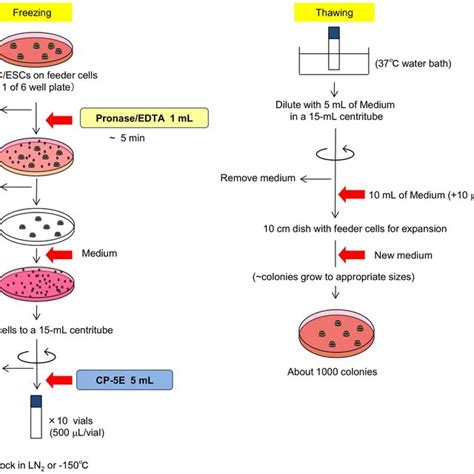 Schematic overview of the protocol for hPSCs cryopreservation and thaw.... | Download Scientific ...