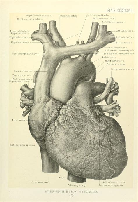 Anatomy of the Human Heart