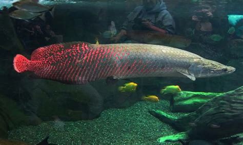 Ikan Arapaima: Reproduksi, Spesies, Fakta Unik, hingga Harganya - Parboaboa