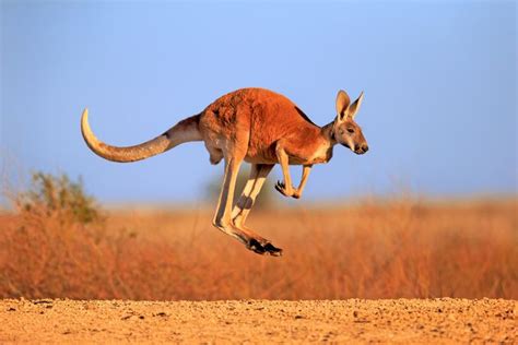 Kangaroo Kangaroo Facts, Western Grey Kangaroo, Bushfires In Australia, Macropus, Giraffe ...