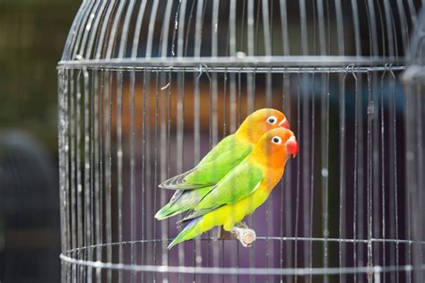 Lovebird, Sumber Keuntungan dari Burung Hias Asal Eropa