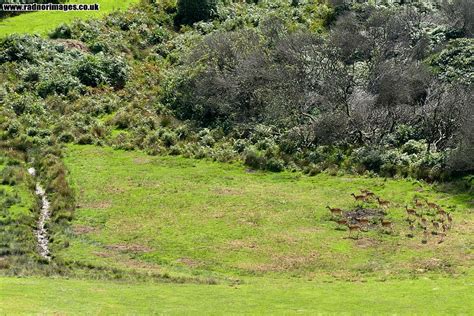 Margam Park Deer, picture 3 of 9