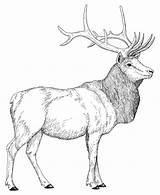 Bull elk coloring Pages Download And Print For Free sketch template