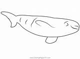 Beluga Whale Relaxing Coloring Page For Kids  Free Whales Printable sketch template