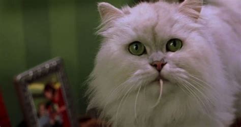 051: STUART LITTLE (1999) | Persian cat, Cats, Cat tattoo