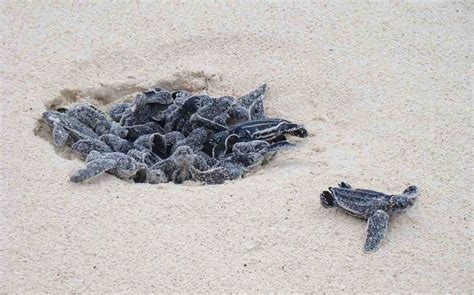 Beaches See Huge Increase in Leatherback Sea Turtle Nests After Travel Restrictions in Florida ...