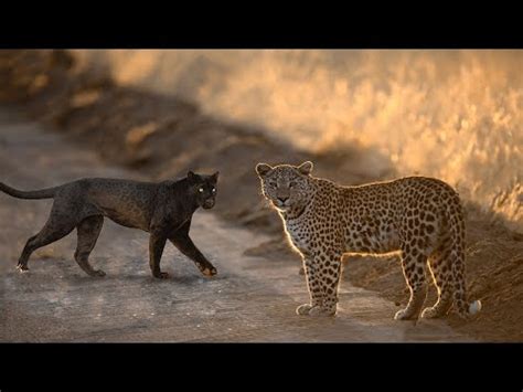 Black panther vs leopard - YouTube