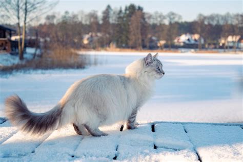 Silver Siberian cat—the beauty of the feline world