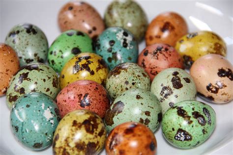 Easter Quail Eggs | Quail eggs, Eggs, Quail