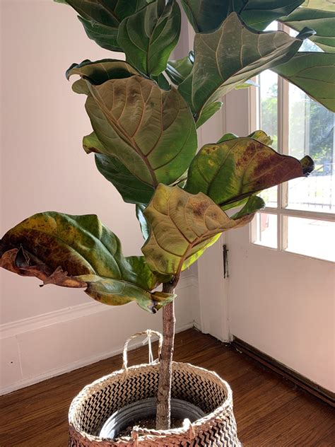 Can It Be Saved? When to Give Up on a Fiddle Leaf Fig