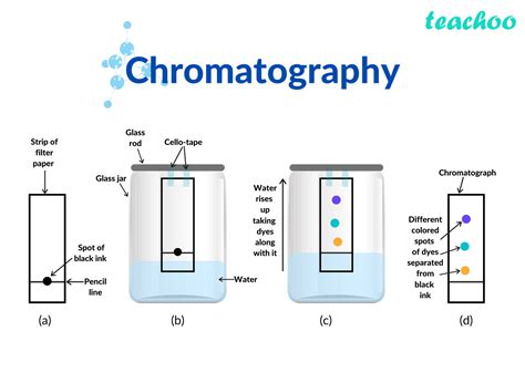 What Is The Solvent Front In Paper Chromatography at Adell Sizemore blog