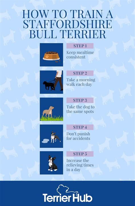 How To Train A Staffordshire Bull Terrier | Terrier Hub