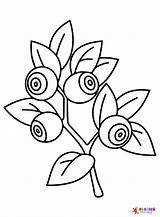 Blueberry Free Coloring Page  Printable Pages sketch template