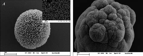 Scanning electron microscope images of calcium carbonate microparticles ...