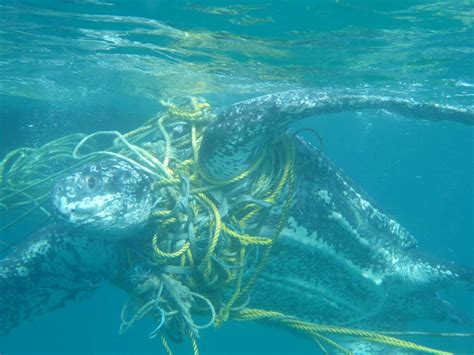 Marine turtles dying after becoming entangled in plastic rubbish