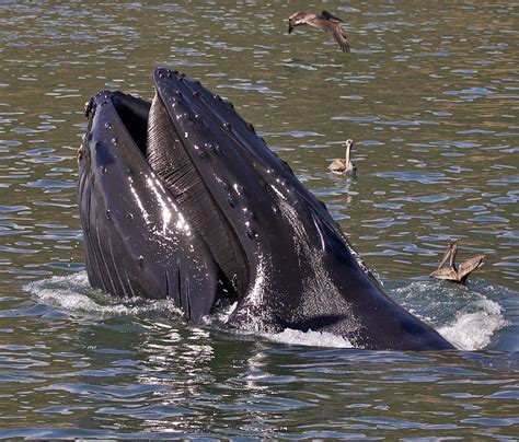 Baleen Humpback Whale | Listen to the Humpback Whale song he… | Flickr