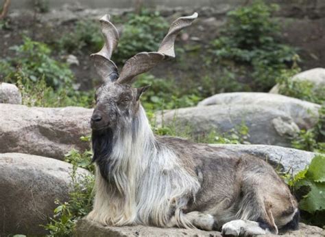 Markhor in Pakistan (Habitat Population Threat and Conservation Status)