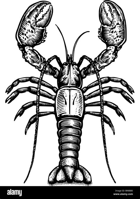 Lobster Clip Art Black And White