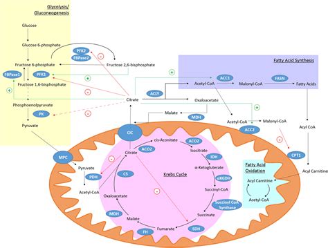 Frontiers | A Role for the Krebs Cycle Intermediate Citrate in Metabolic Reprogramming in Innate ...