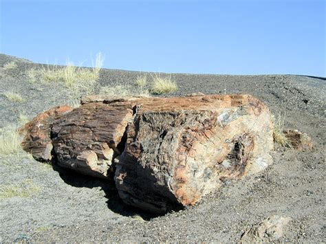 JessStryker.com: Petrified Log That Looks Like Real Wood