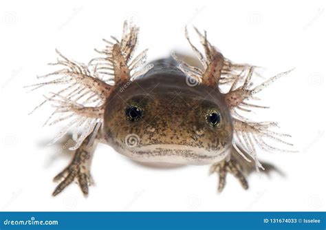 Close-up of Fire Salamander Larva Showing the External Gills, Salamandra Salamandra Stock Image ...