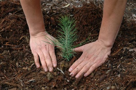 Seedling Planting | Close-up view of hands surrounding a pin… | Flickr
