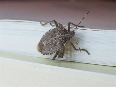 8 Common House Bugs In Ohio You Need To Watch Out For