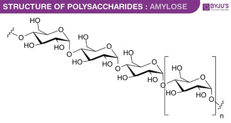 Polysaccharides | Polysaccharides Structure & Examples