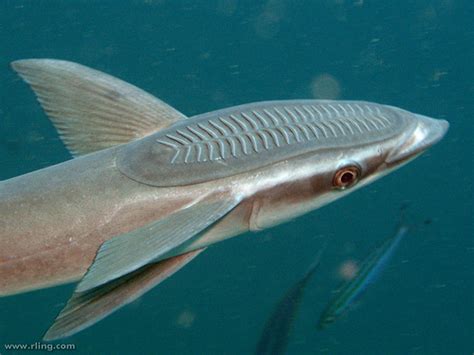 Common remora