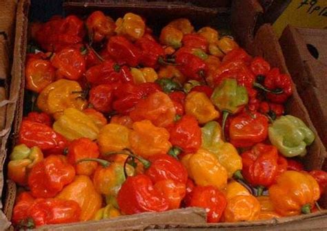Scotch bonnet chili pepper: Cooking Wiki
