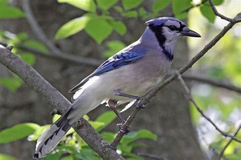 Decoding Blue Jay Sounds: Why do blue jays squawk?