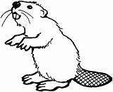 Beaver coloring page  Animals Town Animal color sheets Picture sketch template