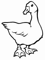 Printable Goose sketch template