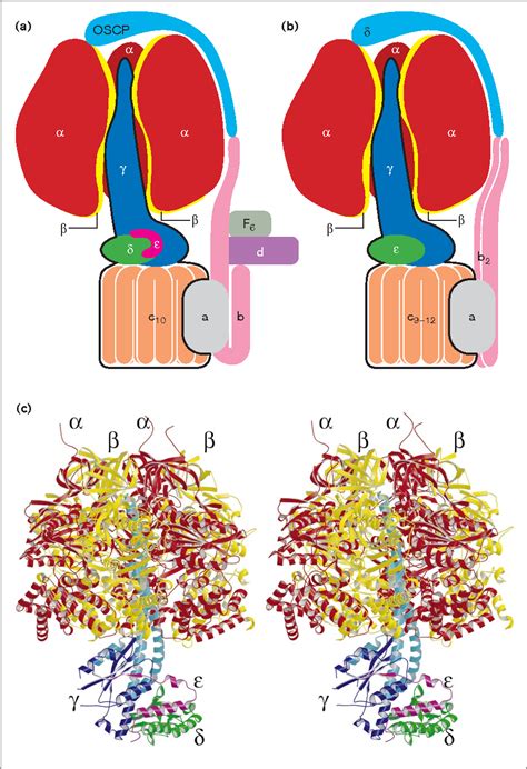 Figure 1 from The rotary mechanism of ATP synthase. | Semantic Scholar