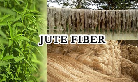 Types, Classification and Chemical Composition of Jute Fiber