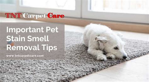 Important Pet Stain Smell Removal Tips | TNT Carpet Care El Cajon