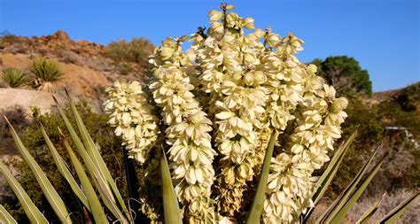 New Mexico State Flower - The Yucca - ProFlowers Blog