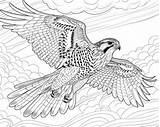 Falcon Coloring Pages sketch template