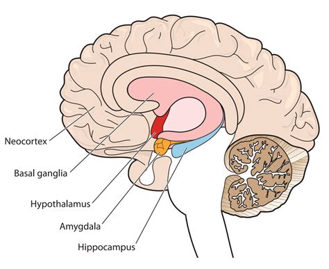 How PTSD affects brain “circuitry” - Reaching Ahead Counseling and ...