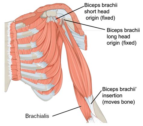 Muscles of the upper arm | Human Anatomy and Physiology Lab (BSB 141)