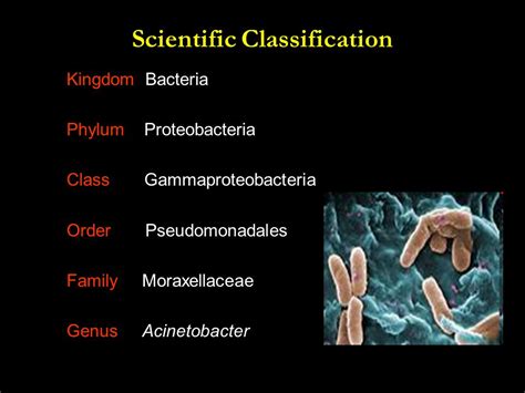 Acinetobacter infection : Epidemiology & clinical manifestations. - ppt download
