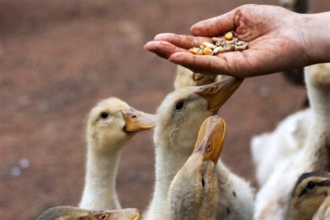 Raisings Ducks in the Winter | Kellogg Garden Organics™