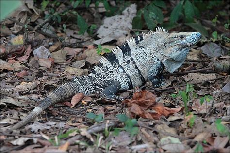 Reptiles iguanidae, iguania Ctenosaura similis | Reptiles and amphibians, Creature concept art ...