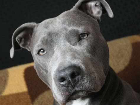 Pin von Mireille Gravel auf Dogs | Blueline pitbull, Hunde, Tiere