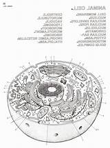 Animal Cell Diagram Coloring Page sketch template
